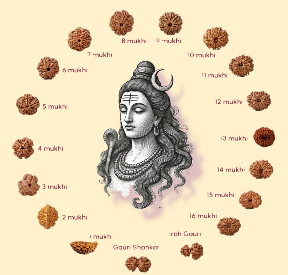 Rudraksha